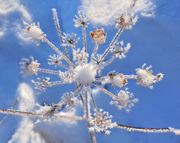 Delicate  vegetation covered by frost  under blue sky 