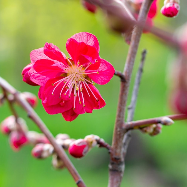 Delicate vrij heldere perzik- of nectarinebloemen in het voorjaar