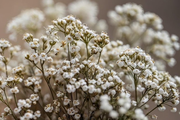 Delicate White Babys Breath Flowers