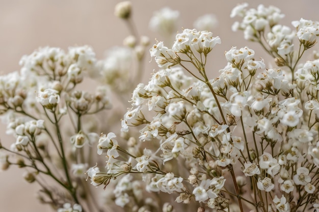 Foto delicati fiori del respiro dei bambini bianchi