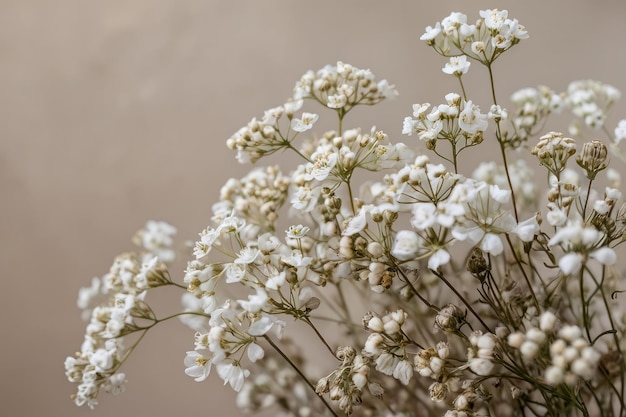 Photo delicate white babys breath flowers