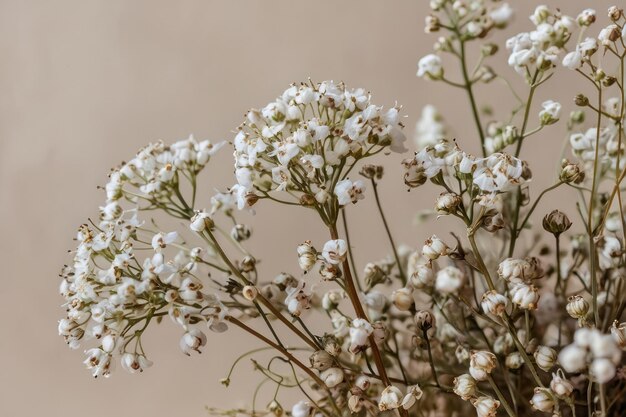 Photo delicate white babys breath flowers