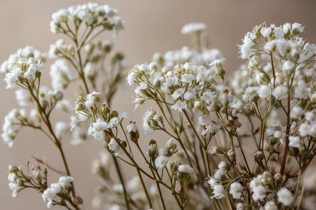 Photo delicate white babys breath flowers