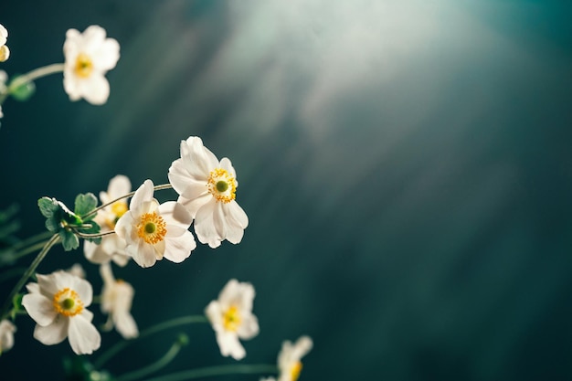 Delicate white flower Anemone Honorine Jobert on dark teal background