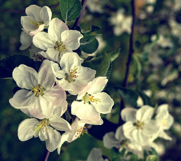 Delicate white flowers of an apple tree on a tree