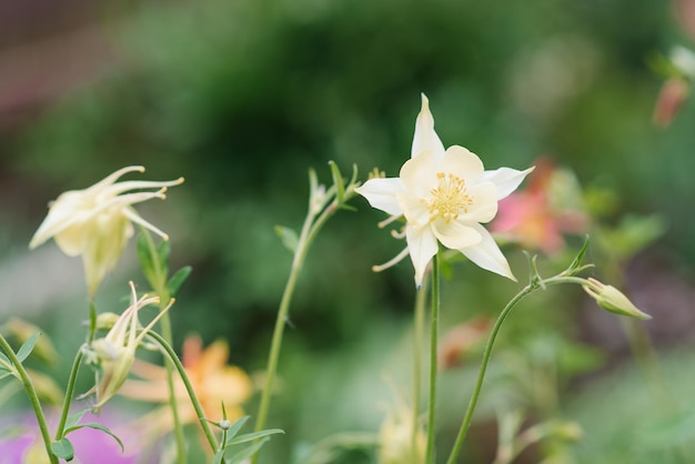 Delicate white flowers of aquilegia in summer in the garden