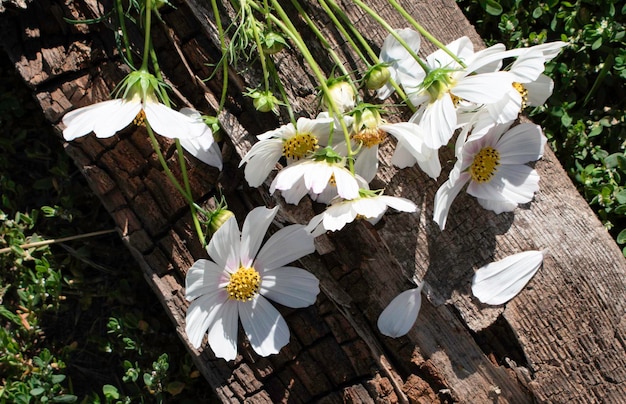 Delicate white flowers nna old wood board