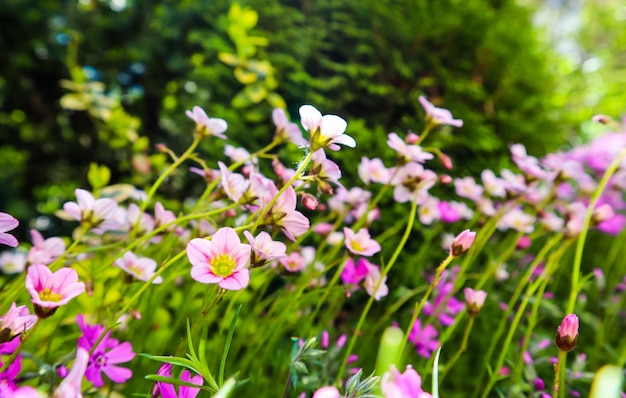 春の庭で苔むしたユキノシタの繊細な白い花