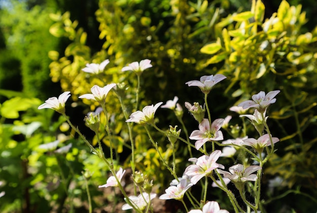 春の庭で苔むしたユキノシタの繊細な白い花