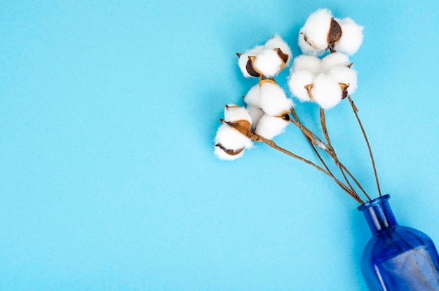 Delicate white fluffy cotton flowers on pastel blue paper background, top view.  Natural organic fiber, raw materials for making fabric. Studio Photo