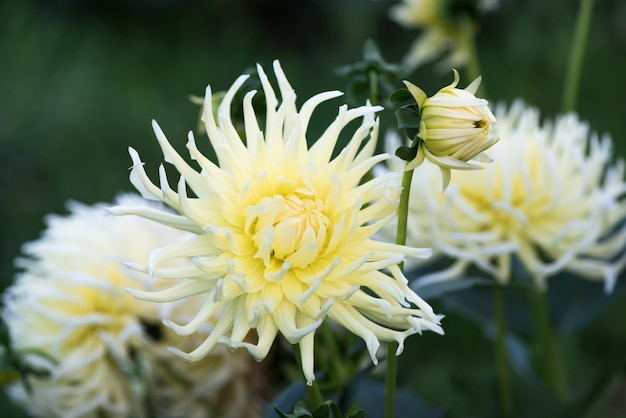 繊細な白い庭の花ダリア。浅い被写界深度。