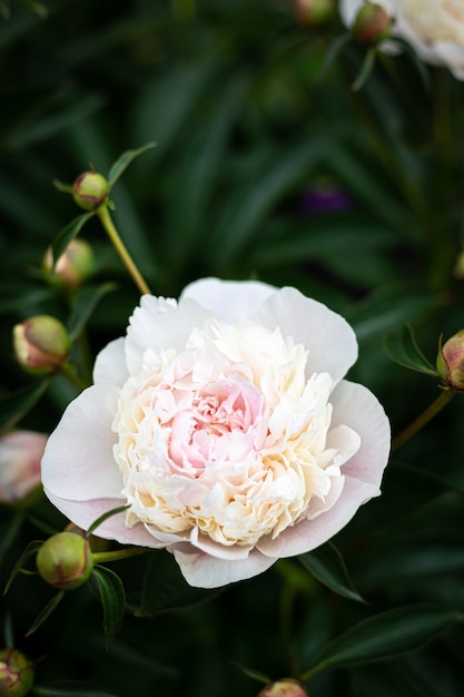 Фото Нежный белый цветок пиона с лепестками в макро для цветочного фона