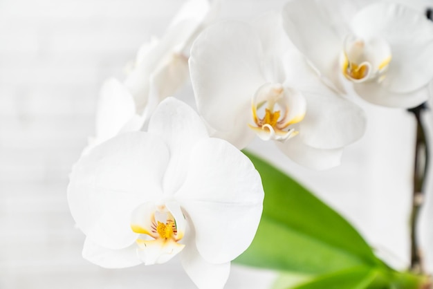 Delicate white Phalaenopsis orchid flowers close up