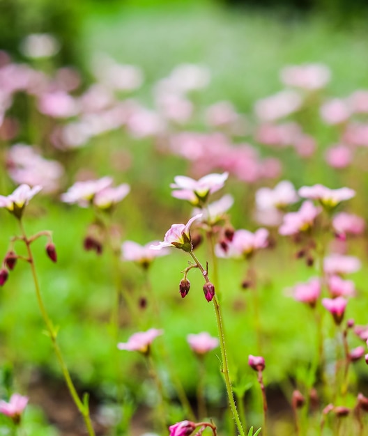 봄 정원 꽃 배경에서 saxifrage 이끼의 섬세한 흰색 분홍색 꽃