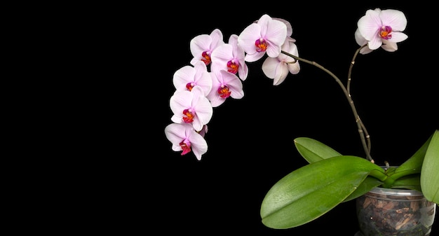 Delicate white-pink orchid, isolate on a black background with copy space. Floral card.