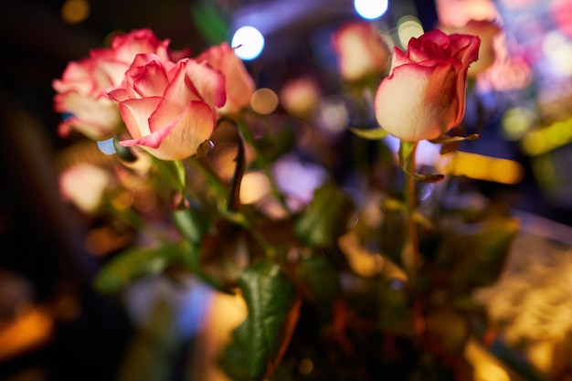 Нежные бело-розовые розы крупным планом. Букет цветов