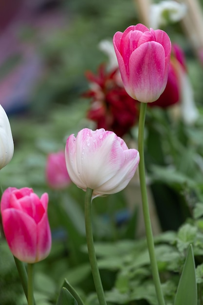 Delicato tulipano bianco rosa dopo la pioggia