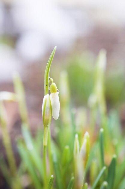 繊細な白いスノー ドロップの花が雪の中で育つ美しい春の自然な背景早春シーズン コンセプト