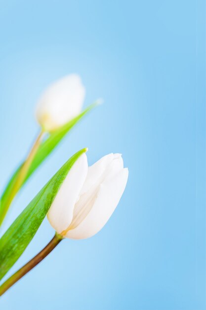 Delicate white tulips on a light blue