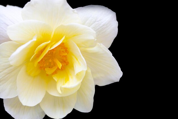 Delicate whiteyellow begonia flower isolate on black background with copy space Home flowers hobby Floral card