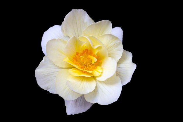 Delicate whiteyellow begonia flower isolate on black background with copy space Home flowers hobby Floral card