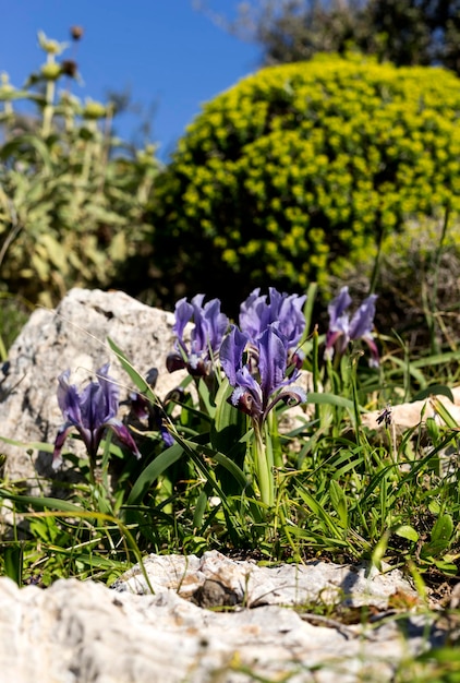 Photo delicate wild blue iris iris pumila grows in a mountain forest on a sunny spring day