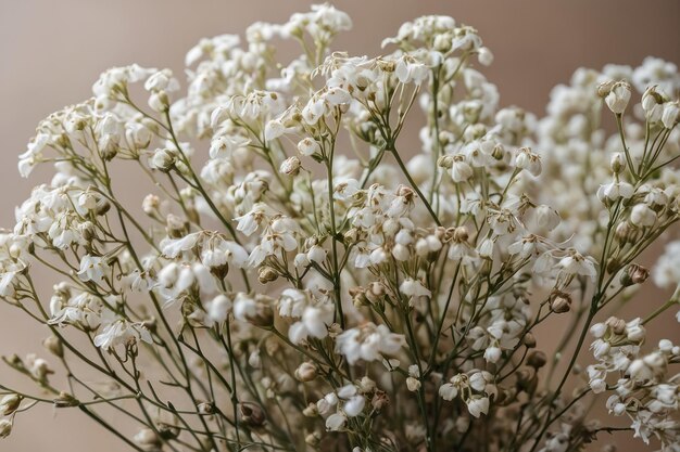 Delicate witte baby's adem bloemen