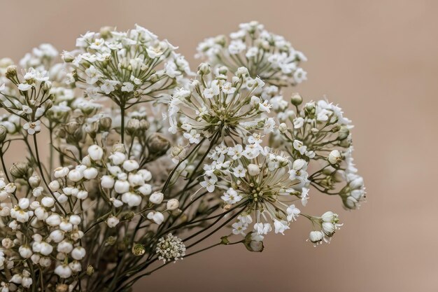 Foto delicate witte baby's adem bloemen