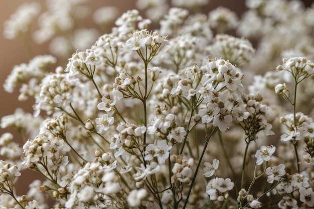 Foto delicate witte baby's adem bloemen