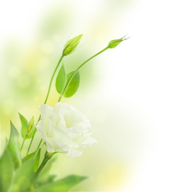 Delicate witte bloemen achtergrond met toppen Eustoma Lisiantus