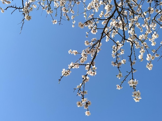 Delicate witte bloemen van een appelboom Voorjaarsboomgaard geheel in weelderig bloeiende witte bloemen Stampers en meeldraden zijn merkbaar Lente in de tuin Landbouw Gevaar voor bevriezing Japanse sakura