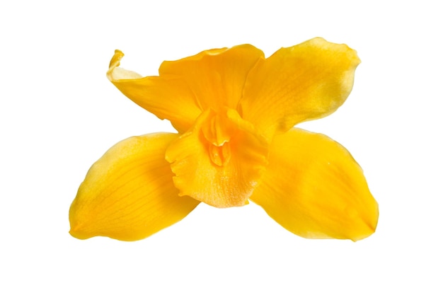 白い背景で隔離の繊細な黄色の蘭の花