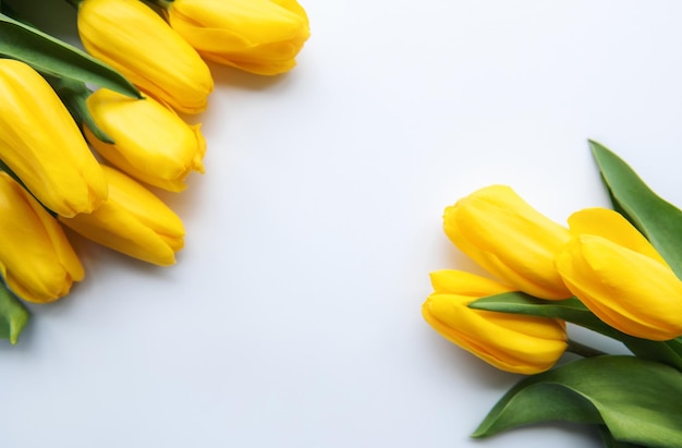 Delicate yellow tulips on white background