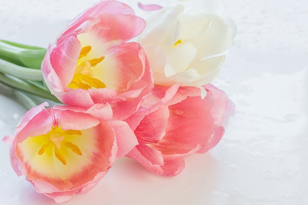 Delicate zachte pastel achtergrond met roze tulpen close-up