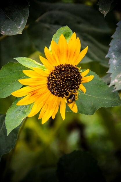 delicate zonnebloem met gele bloemblaadjes en een bij