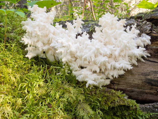 Delicious edible white mushroom Coral Hericium