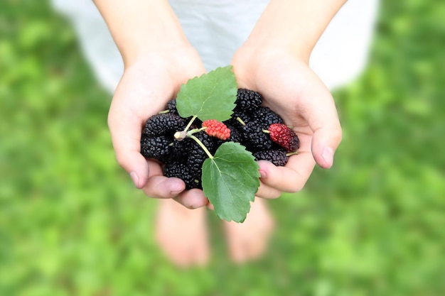 Photo delicious and fresh fruit mulberry good for health