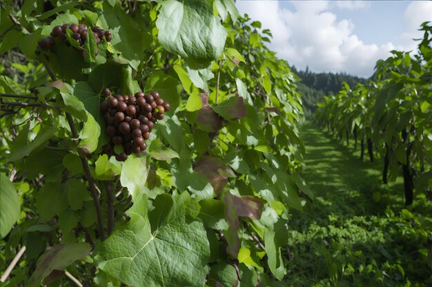 Delicious grape background