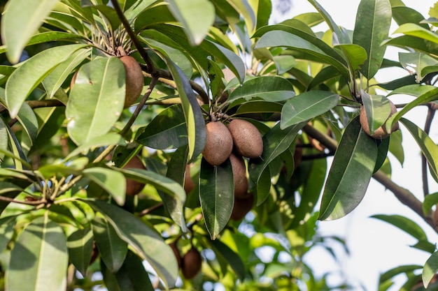 Delicious healthy sapodilla fruit growing on the tree in the garden