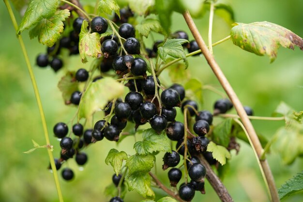 Delicious and juicy bunches of blackcurrant berries on bushes in the garden