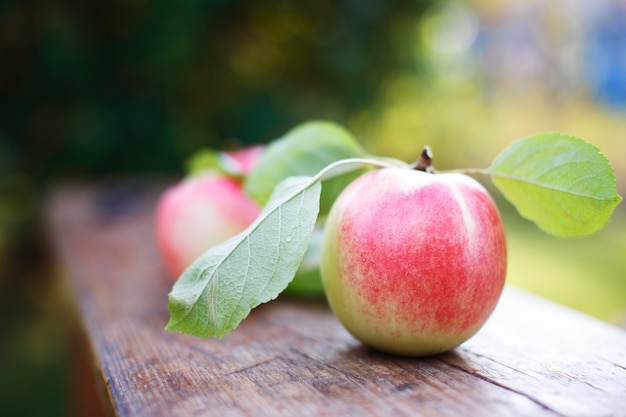 Delicious organic apples in garden