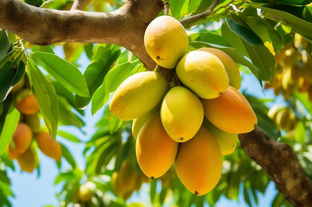 Delicious raw mango fruit in a tree