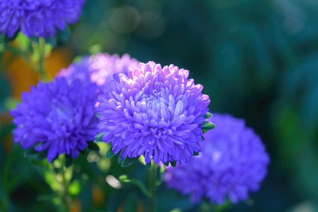 庭の紫色のアスターの花の楽しい芽