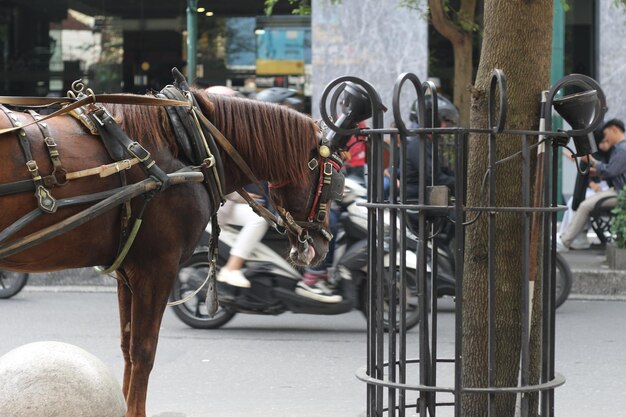 Photo delmans horse waiting for passengers on malioboro street yogyakarta