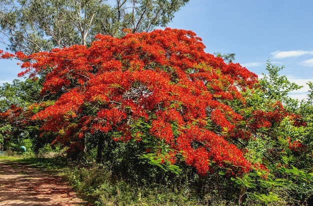 Delonix regia. Algemeen beeld van een bloeiende boom. Brazilië. Pantanal. Zuid-Amerika.