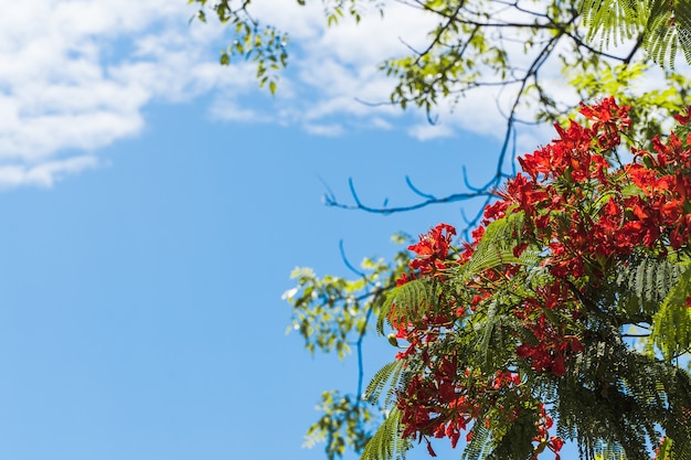 Delonix regia bloeiende boom op heldere zomerdag met heldere blauwe lucht op de achtergrond en kopieer ruimte