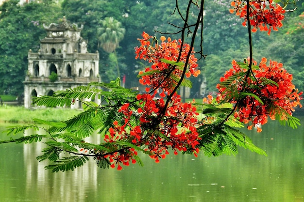 Фото delonix regia висит на озере и старом здании