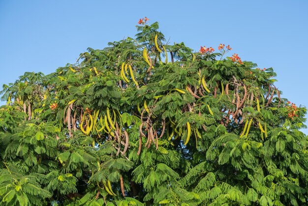 Delonyx regia boom met peulen die erop hangen