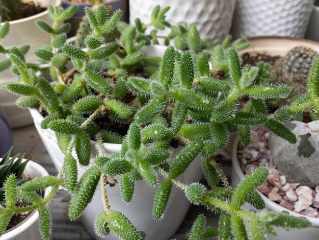 Delosperma echinatum augurk vetplant close-up weergave