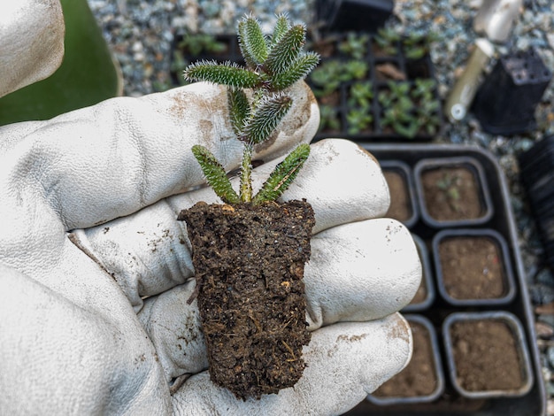 Photo delosperma echinatum succulents with roots holding in a hand